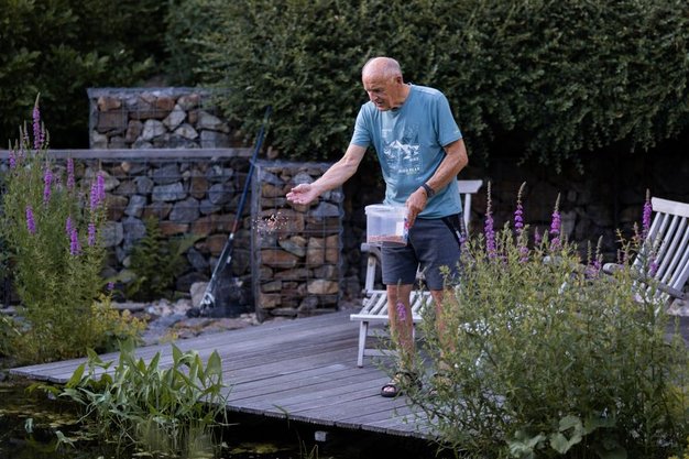 Owner tending marginal planting at the edge of a garden pond