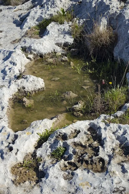 Sediment being withdrawn from a pond bed