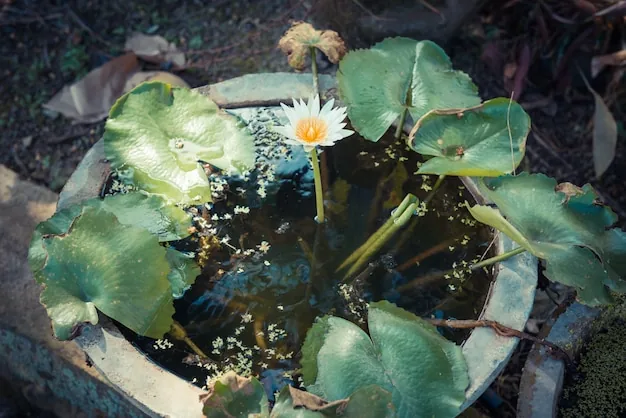Overview of a garden pond ready for seasonal care